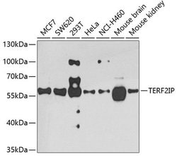 Invitrogen RAP1 Polyclonal Antibody 100 &mu;L; Unconjugated:Antibodies,