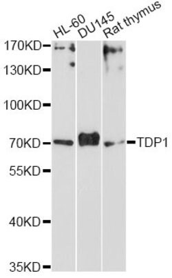 Invitrogen TDP1 Polyclonal Antibody 100 &mu;L; Unconjugated:Antibodies,