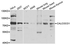 Invitrogen CALCOCO1 Polyclonal Antibody 100 &mu;L; Unconjugated:Antibodies,