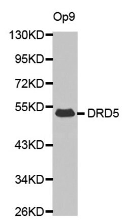 Invitrogen DRD5 Polyclonal Antibody 100 &mu;L | Buy Online | Invitrogen&trade; | Fisher Scientific
