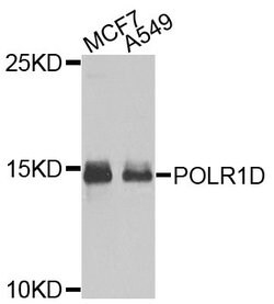 Invitrogen POLR1D Polyclonal Antibody 100 &mu;L; Unconjugated:Antibodies,