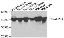 Invitrogen OSGEPL1 Polyclonal Antibody 100 &mu;L; Unconjugated:Antibodies,