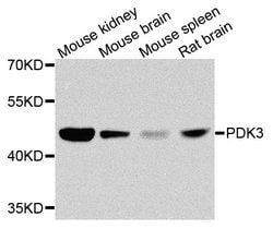 Invitrogen PDK3 Polyclonal Antibody 100 &mu;L; Unconjugated:Antibodies,