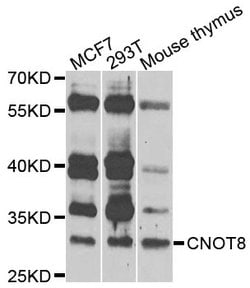 Invitrogen CNOT8 Polyclonal Antibody 100 &mu;L; Unconjugated:Antibodies,