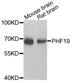 Invitrogen PHF19 Polyclonal Antibody 100 &mu;L; Unconjugated:Antibodies,