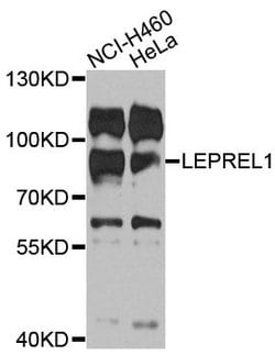 Invitrogen LEPREL1 Polyclonal Antibody 100 &mu;L; Unconjugated:Antibodies,