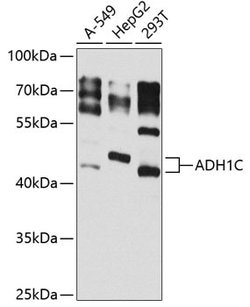 Invitrogen Alcohol Dehydrogenase 1C Polyclonal Antibody 100 &mu;L; Unconjugated:Antibodies,