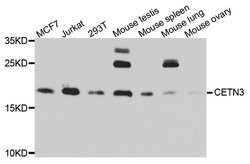 Invitrogen Centrin 3 Polyclonal Antibody 100 &mu;L; Unconjugated:Antibodies,