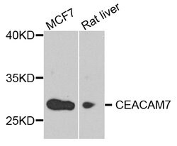 Invitrogen CEACAM7 Polyclonal Antibody 100 &mu;L; Unconjugated:Antibodies,