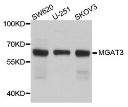 Invitrogen MGAT3 Polyclonal Antibody 100 &mu;L; Unconjugated:Antibodies,