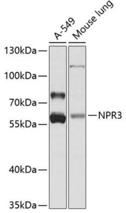 Invitrogen NPR3 Polyclonal Antibody 100 &mu;L; Unconjugated:Antibodies,
