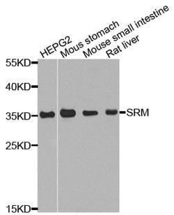 Invitrogen SRM Polyclonal Antibody 100 &mu;L; Unconjugated:Antibodies,