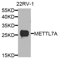Invitrogen METTL7A Polyclonal Antibody 100 &mu;L; Unconjugated:Antibodies,