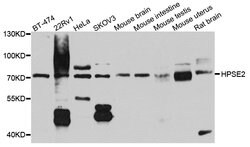 Invitrogen HPa2 Polyclonal Antibody 100 &mu;L; Unconjugated:Antibodies,