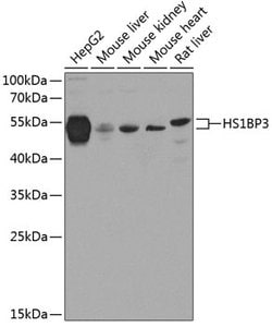 Invitrogen HS1BP3 Polyclonal Antibody 100 &mu;L; Unconjugated:Antibodies,