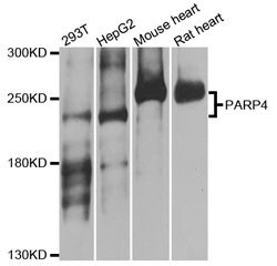 Invitrogen VPARP Polyclonal Antibody 100 &mu;L; Unconjugated:Antibodies,
