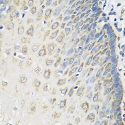 Invitrogen MSRB2 Polyclonal Antibody 100 &mu;L; Unconjugated:Antibodies,