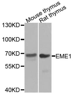 Invitrogen EME1 Polyclonal Antibody 100 &mu;L; Unconjugated:Antibodies,