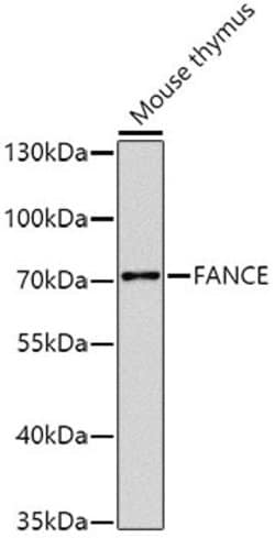 Invitrogen FANCE Polyclonal Antibody 100 &mu;L; Unconjugated:Antibodies,