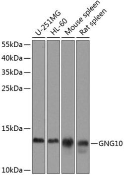 Invitrogen GNG10 Polyclonal Antibody 100 &mu;L; Unconjugated:Antibodies,
