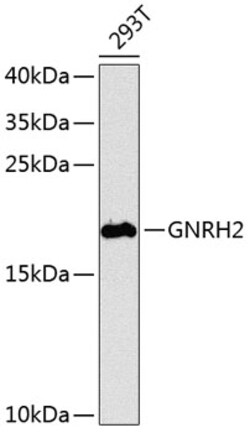 Invitrogen GnRH2 Polyclonal Antibody 100 &mu;L; Unconjugated:Antibodies,
