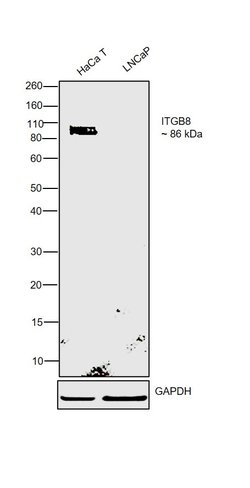 Invitrogen ITGB8 Polyclonal Antibody 100 &mu;L; Unconjugated:Antibodies,
