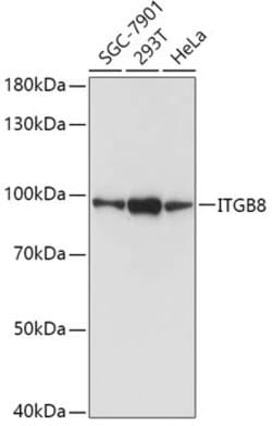 Invitrogen ITGB8 Polyclonal Antibody 100 &mu;L; Unconjugated:Antibodies,