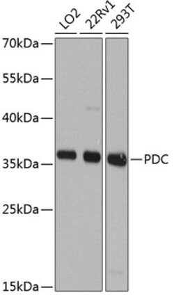Invitrogen PDC Polyclonal Antibody 100 &mu;L; Unconjugated:Antibodies,