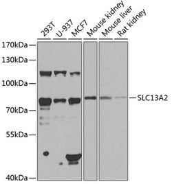 Invitrogen SLC13A2 Polyclonal Antibody 100 &mu;L; Unconjugated:Antibodies,