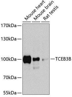Invitrogen ELOA Polyclonal Antibody 100 &mu;L; Unconjugated:Antibodies,
