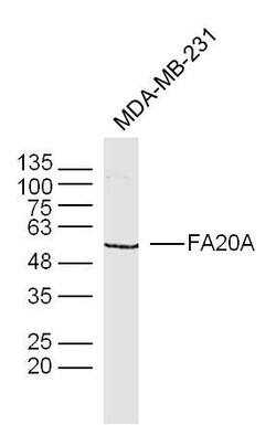 Invitrogen FAM20A Polyclonal Antibody 100 &mu;L | Buy Online | Invitrogen&trade; | Fisher Scientific
