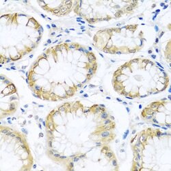Invitrogen PCDHA12 Polyclonal Antibody 100 &mu;L; Unconjugated:Antibodies,