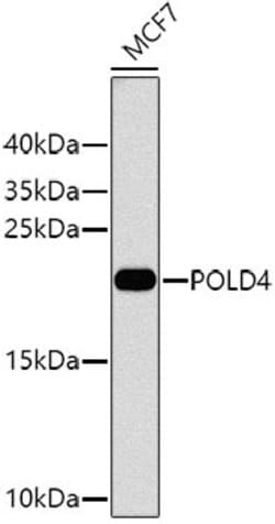 Invitrogen POLD4 Polyclonal Antibody 100 &mu;L; Unconjugated:Antibodies,