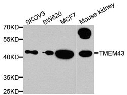 TMEM43 Polyclonal Antibody:Antibodies, Polyclonal