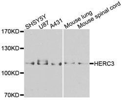 HERC3 Polyclonal Antibody:Antibodies, Polyclonal