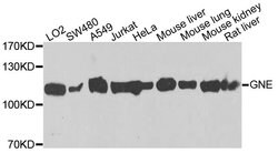 Invitrogen GNE Polyclonal Antibody 100 &mu;L; Unconjugated:Antibodies,