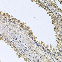 Invitrogen MEMO1 Polyclonal Antibody 100 &mu;L; Unconjugated:Antibodies,