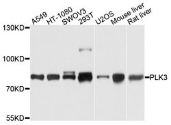 Invitrogen PLK3 Polyclonal Antibody 100 &mu;L; Unconjugated:Antibodies,