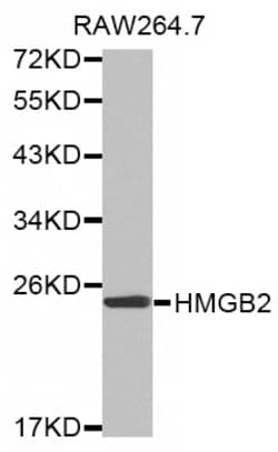 Invitrogen HMGB2 Polyclonal Antibody 100 &mu;L; Unconjugated:Antibodies,