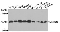 Invitrogen MRPS16 Polyclonal Antibody 100 &mu;L; Unconjugated:Antibodies,