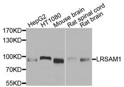 Invitrogen LRSAM1 Polyclonal Antibody 100 &mu;L; Unconjugated:Antibodies,