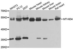 MT-ND4 Polyclonal Antibody:Antibodies, Polyclonal
