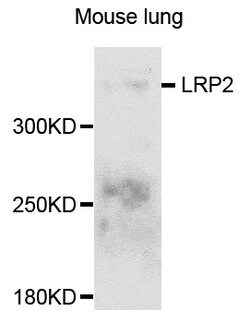 Invitrogen LRP2 Polyclonal Antibody 100 &mu;L; Unconjugated:Antibodies,