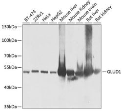 Invitrogen GluD1 Polyclonal Antibody 100 &mu;L; Unconjugated:Antibodies,
