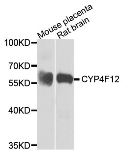 Invitrogen CYP4F12 Polyclonal Antibody 100 &mu;L; Unconjugated:Antibodies,
