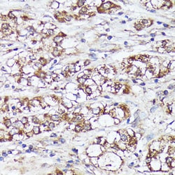 Invitrogen MTHFD2 Polyclonal Antibody 100 &mu;L; Unconjugated:Antibodies,