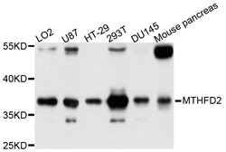 Invitrogen MTHFD2 Polyclonal Antibody 100 &mu;L; Unconjugated:Antibodies,