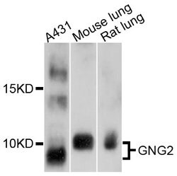 Invitrogen GNG2 Polyclonal Antibody 100 μL; Unconjugated:Antibodies,