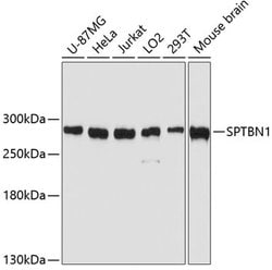 Invitrogen SPTBN1 Polyclonal Antibody 100 &mu;L; Unconjugated:Antibodies,