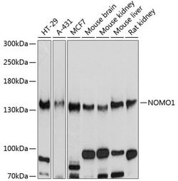 Invitrogen NOMO1 Polyclonal Antibody 100 &mu;L; Unconjugated:Antibodies,